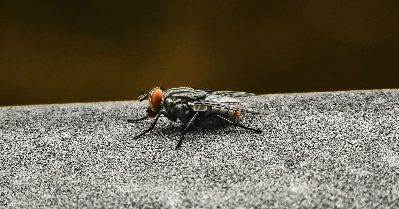 Mosquito and fly fogging service